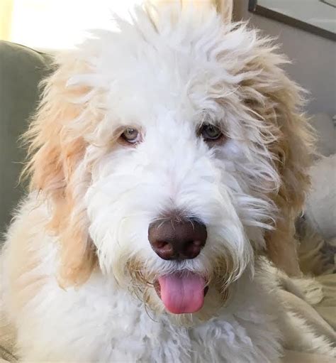 Whether you choose our location in Springfield or Dulles, you can rest assured of the highest quality care. . Smeraglia goldendoodle reviews